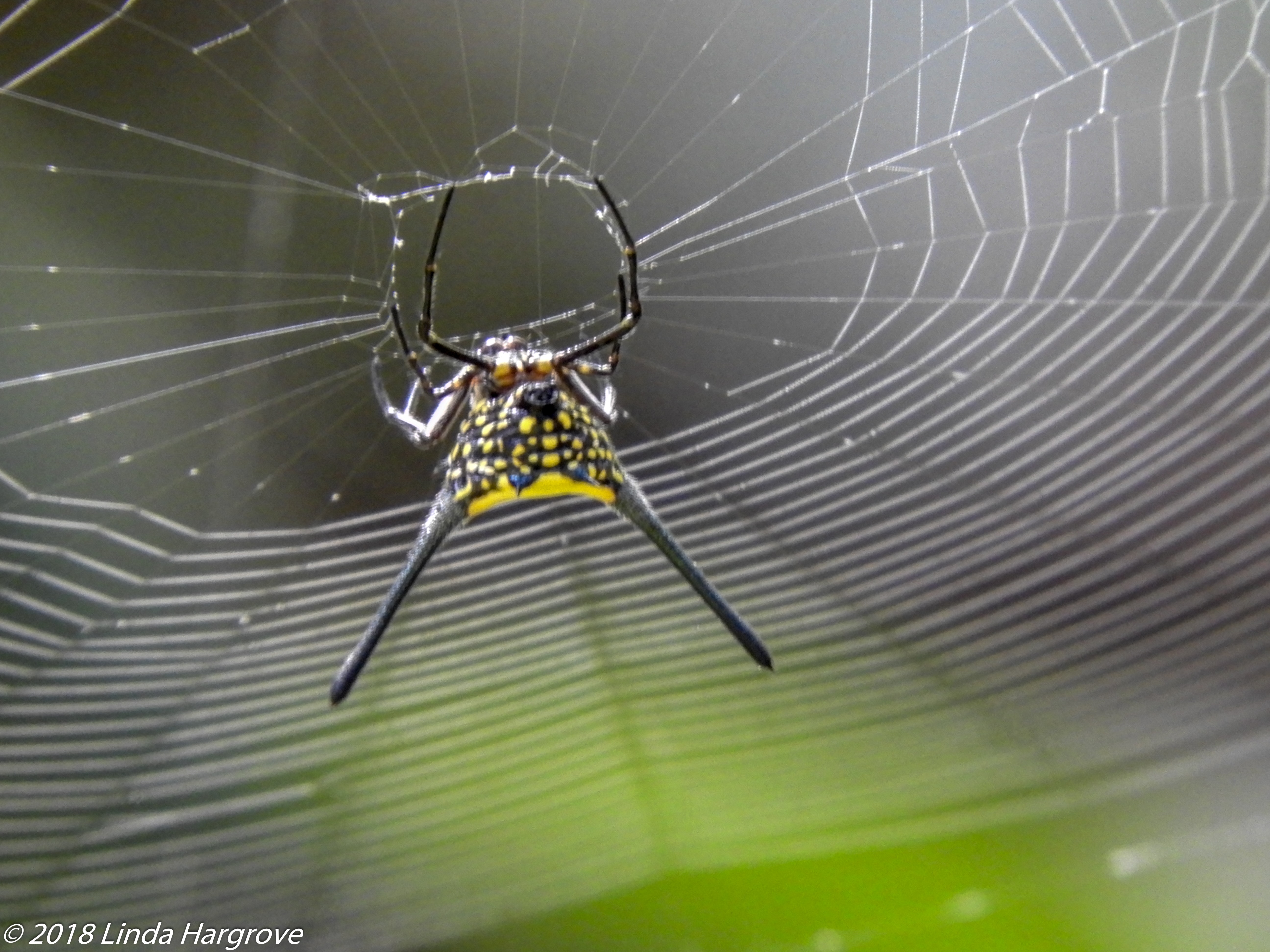 Picture of Macracantha arcuata (Long-horned Orb-weaver, Curved Spiny Spider) - Webs