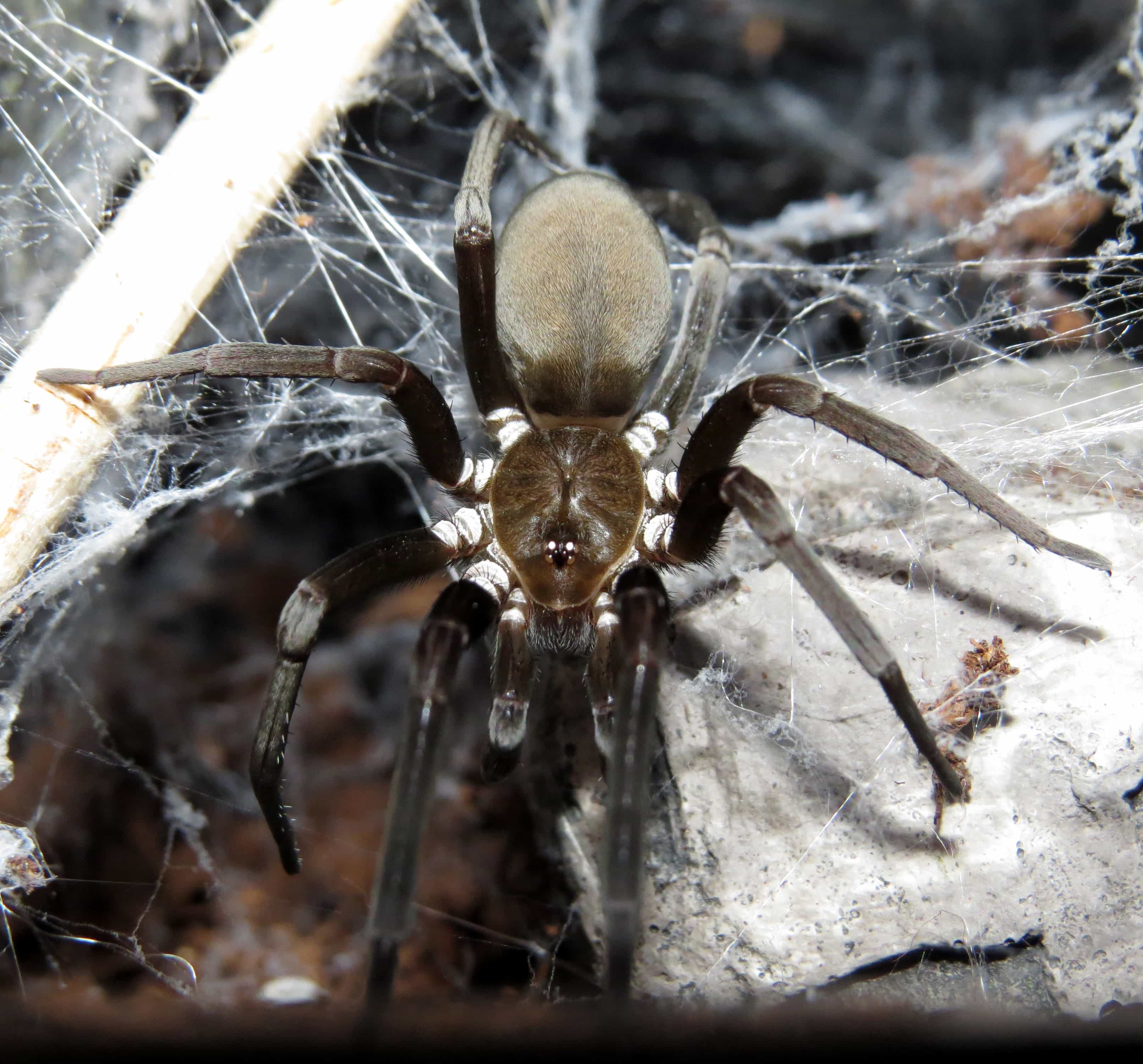 Picture of Kukulcania hibernalis (Southern House Spider) - Female - Dorsal,Eyes,Webs