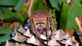 Picture of Eriophora ravilla (Tropical Orb-weaver) - Eyes