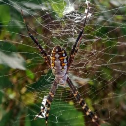 Featured spider picture of Argiope catenulata (Grass Cross Spider)