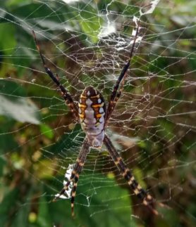 Picture of Argiope catenulata (Grass Cross Spider) - Dorsal,Webs