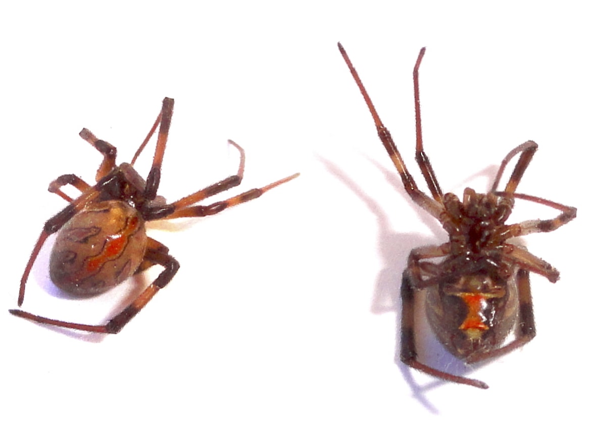 Picture of Latrodectus hesperus (Western Black Widow) - Dorsal,Ventral