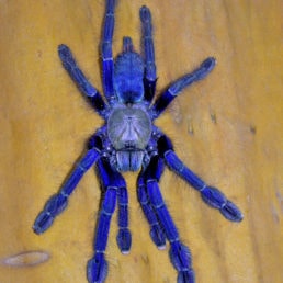 Featured spider picture of Lampropelma violaceopes (Singapore Blue Tarantula)