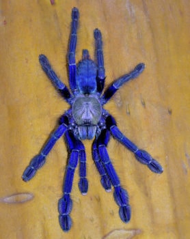 Picture of Lampropelma violaceopes (Singapore Blue Tarantula) - Female - Dorsal