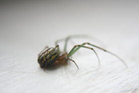 Picture of Leucauge venusta (Orchard Orb-weaver) - Lateral