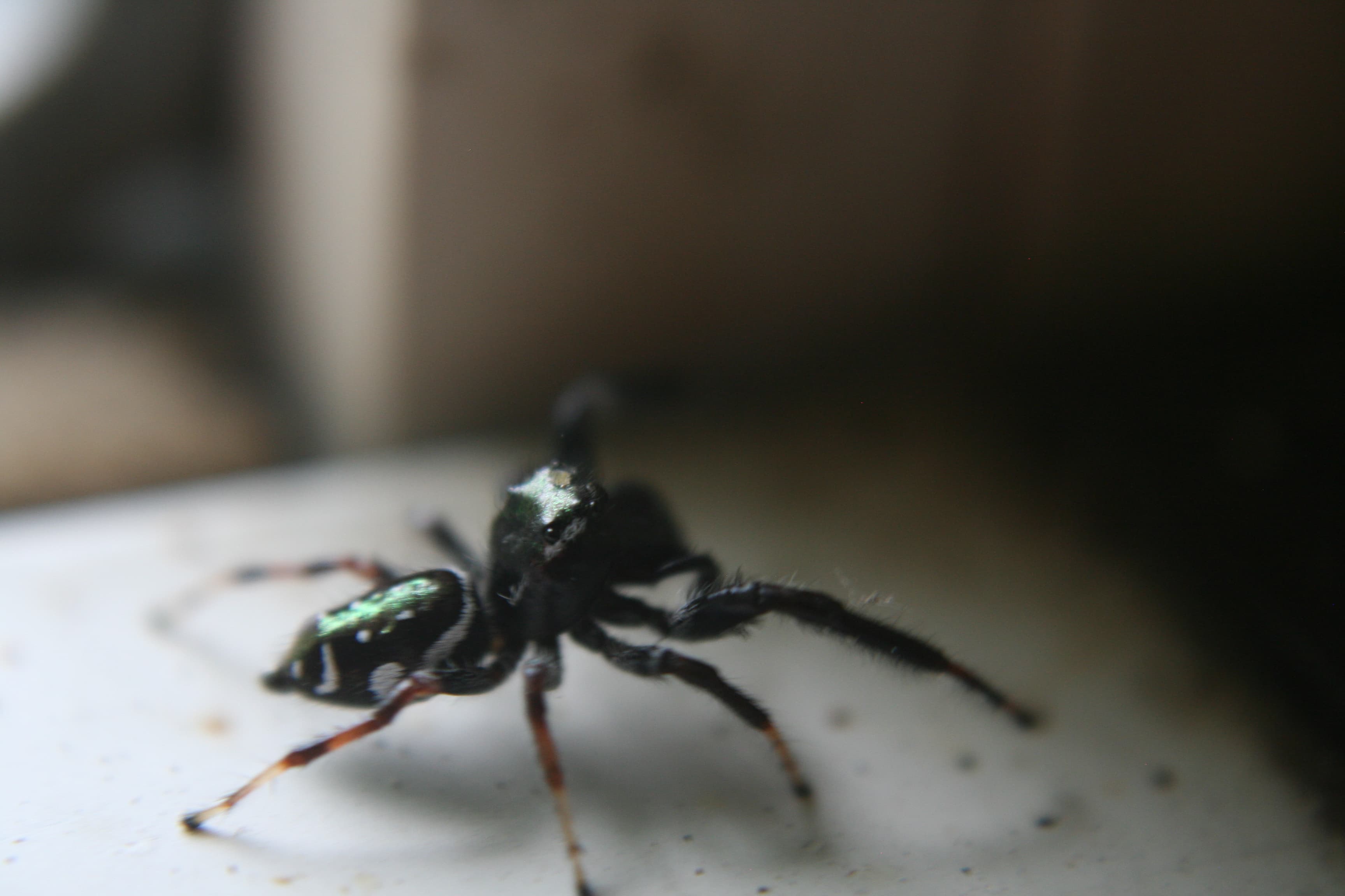 Picture of Paraphidippus aurantius (Emerald Jumping Spider) - Lateral