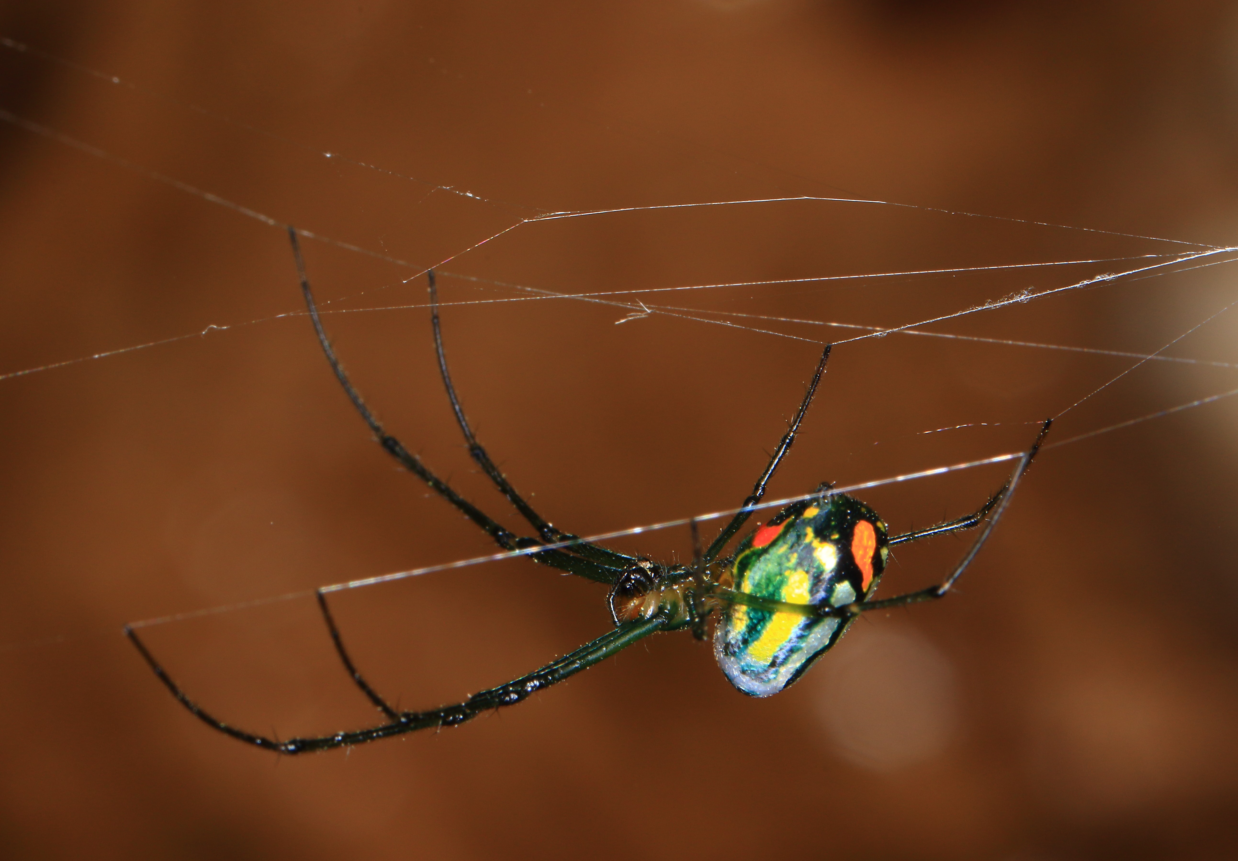 Picture of Leucauge argyrobapta (Mabel Orchard Orb-weaver) - Female - Lateral,Webs