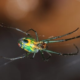 Featured spider picture of Leucauge argyrobapta (Mabel Orchard Orb-weaver)
