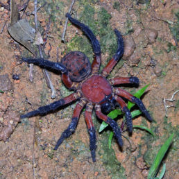 Featured spider picture of Liphistius desultor