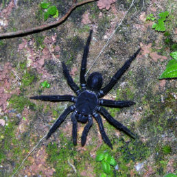 Featured spider picture of Liphistius malayanus
