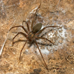 Featured spider picture of Loxosceles malintzi