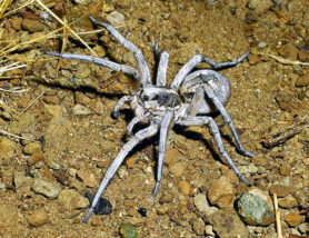 Picture of Hogna carolinensis (Carolina Wolf Spider) - Female - Dorsal
