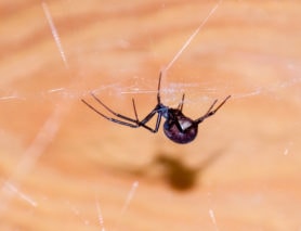 Picture of Steatoda spp. (False Widows) - Lateral,Webs