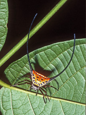Picture of Macracantha arcuata (Long-horned Orb-weaver, Curved Spiny Spider) - Female - Dorsal