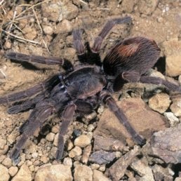 Featured spider picture of Magnacarina aldana