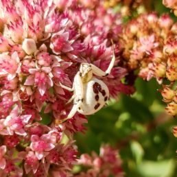 Featured spider picture of Misumenoides formosipes (White-banded Crab Spider)