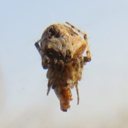 Featured spider picture of Neoscona subfusca