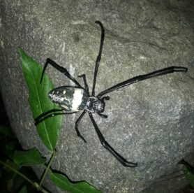Picture of Trichonephila antipodiana (Batik Golden Web Spider) - Dorsal