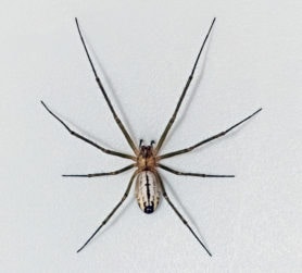 Picture of Neriene litigiosa (Sierra Dome Spider) - Female - Dorsal