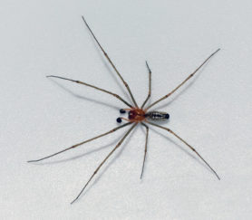Picture of Neriene litigiosa (Sierra Dome Spider) - Male - Dorsal