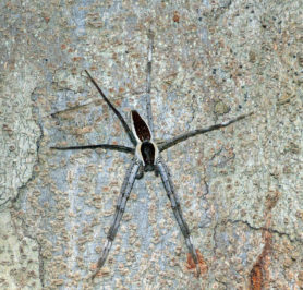 Picture of Nilus albocinctus (Common White-flanked Water Spider) - Male - Dorsal
