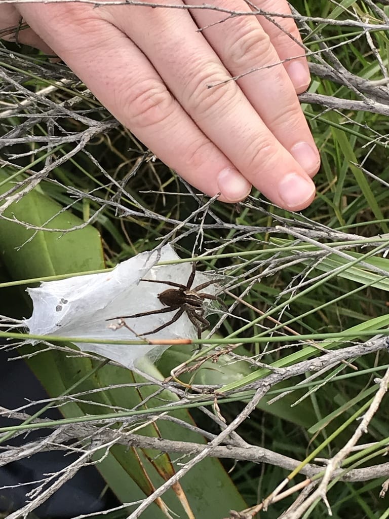 Picture of Dolomedes minor (Nursery Spider) - Female - Dorsal,Webs