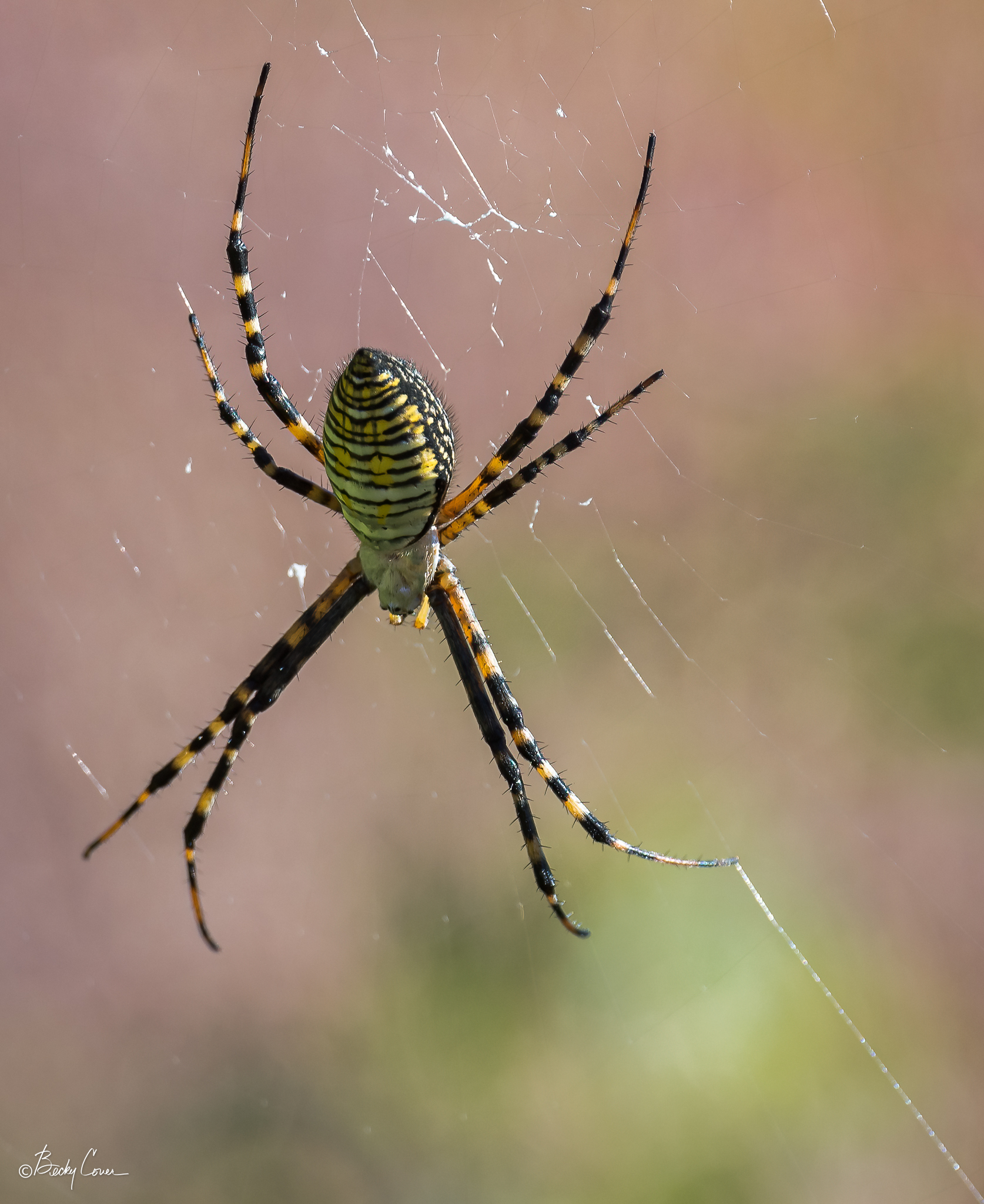 Picture of Argiope trifasciata (Banded Garden Spider)