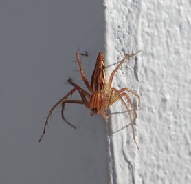 Picture of Oxyopes birmanicus (Burmese Lynx Spider) - Dorsal