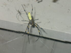 Picture of Trichonephila clavata (Joro spider) - Male,Female - Webs