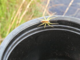 Picture of Dolomedes fimbriatus (Raft Spider)