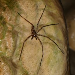 Featured spider picture of Heteropoda variegata