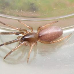 Featured spider picture of Ariadna bicolor