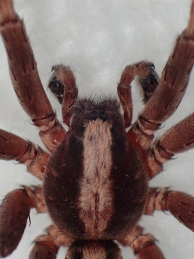 Picture of Ctenus hibernalis - Male - Dorsal,Eyes