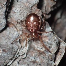 Featured spider picture of Hypsosinga rubens