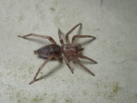 Picture of Elaver spp. - Male - Dorsal