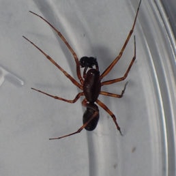Featured spider picture of Neriene clathrata ( Latticed Sheet-web Weaver )