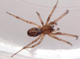 Picture of Enoplognatha spp. - Male - Dorsal