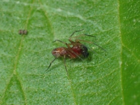 Picture of Dictynidae (Mesh Web Weavers) - Male - Dorsal