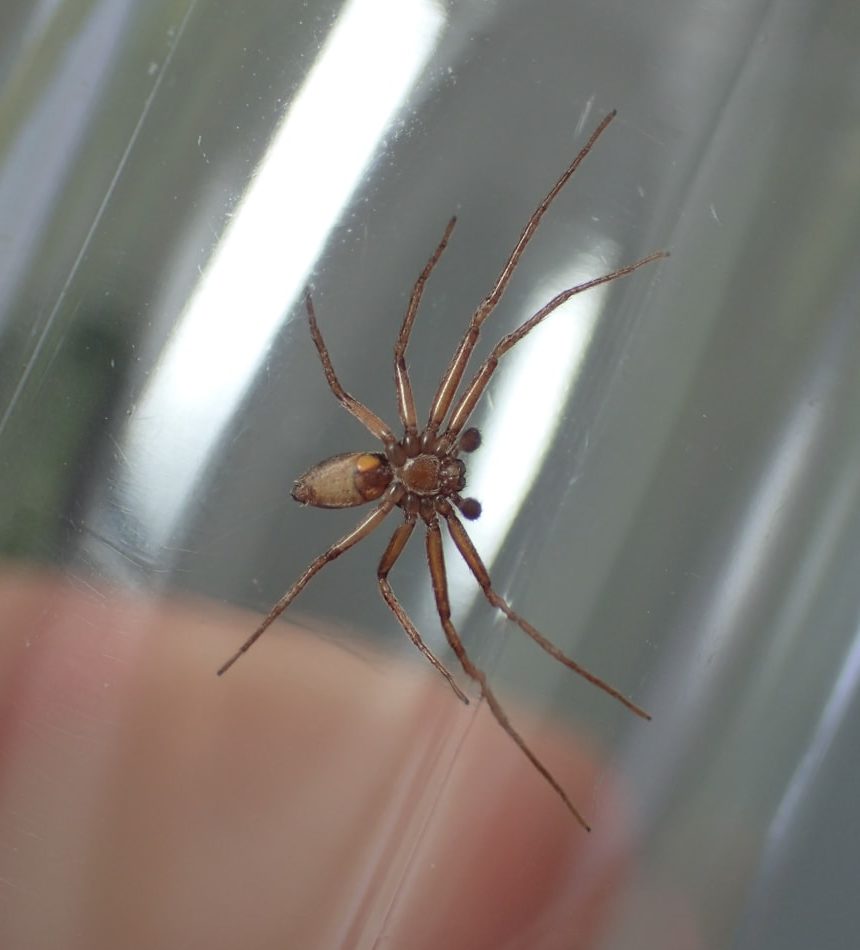 Picture of Philodromidae (Running Crab Spiders) - Male - Ventral