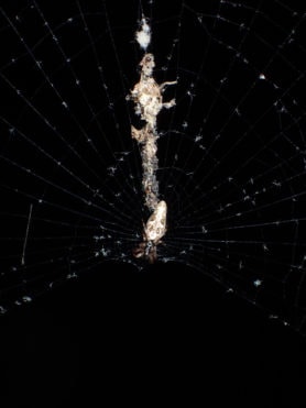 Picture of Cyclosa spp. (Trashline Orb-weavers) - Dorsal,Webs