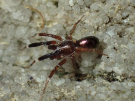 Picture of Phrurotimpus spp. - Male - Dorsal