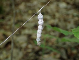 Picture of Mecynogea lemniscata (Basilica Orb-weaver) - Egg sacs