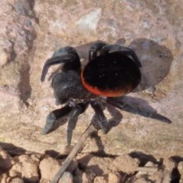 Featured spider picture of Eresus walckenaeri (Ladybird Spider)