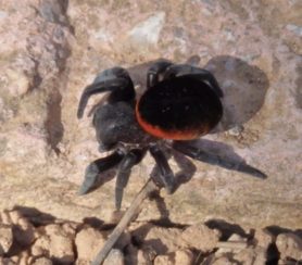 Picture of Eresus walckenaeri (Ladybird Spider) - Dorsal