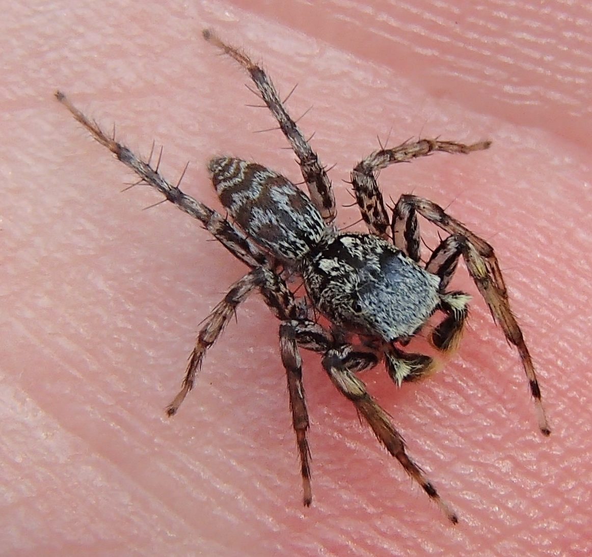 Picture of Maevia inclemens (Dimorphic Jumper) - Male - Dorsal