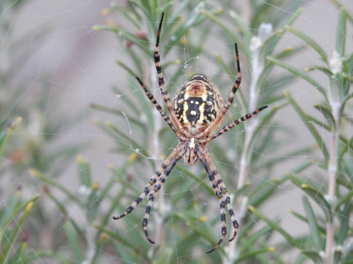 Picture of Argiope trifasciata (Banded Garden Spider) - Ventral,Webs