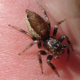 Featured spider picture of Maevia inclemens (Dimorphic Jumper)