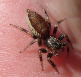 Picture of Maevia inclemens (Dimorphic Jumper) - Female - Dorsal