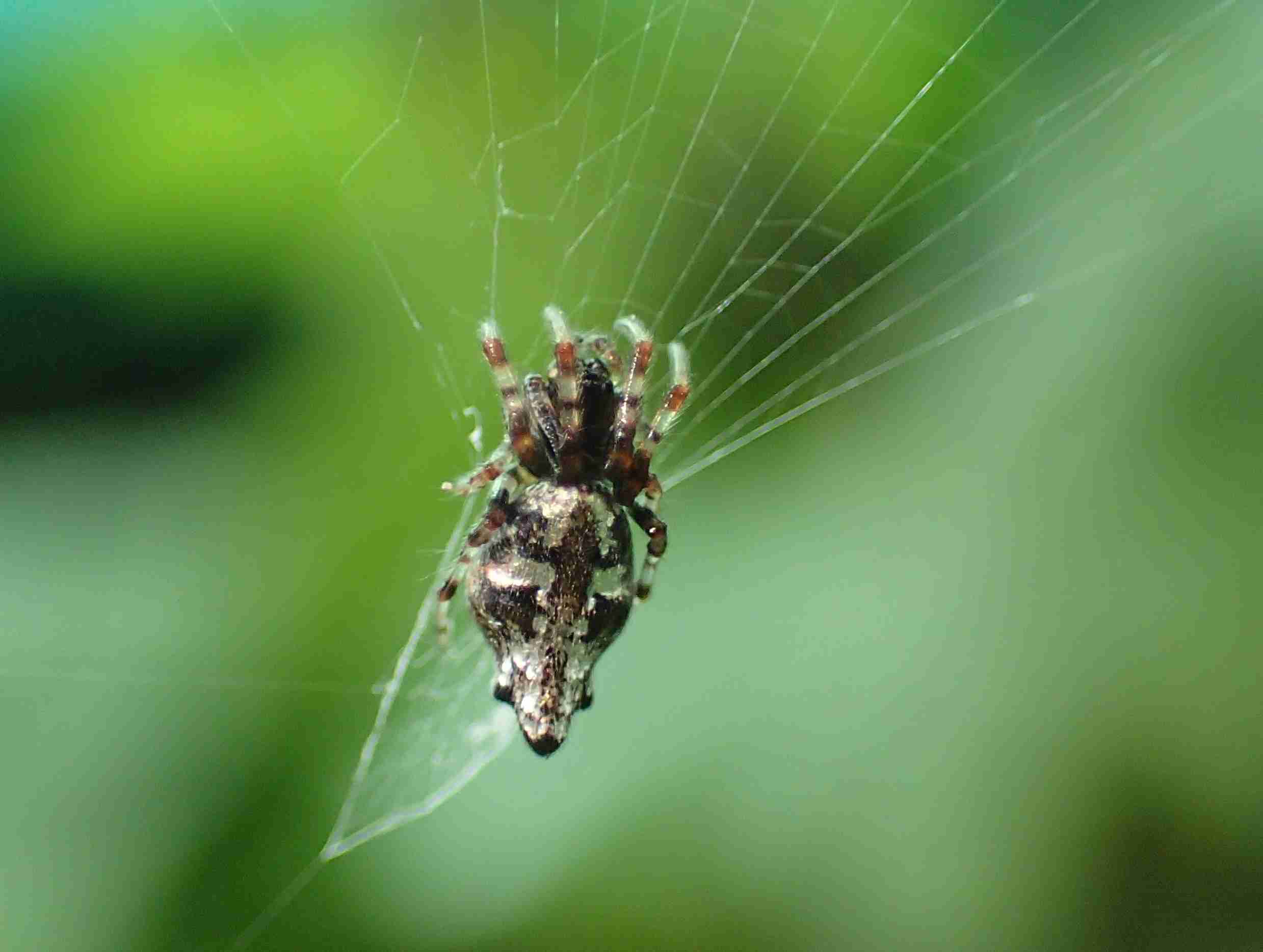Picture of Cyclosa (Trashline Orb-weavers) - Dorsal
