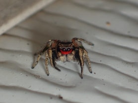 Picture of Habronattus spp. - Male - Eyes